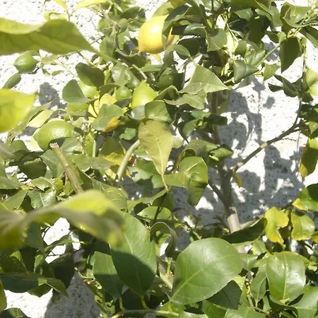 Olivarancio 팜스테이 *