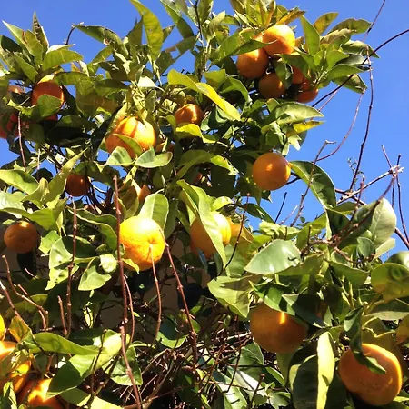 Farmház Olivarancio Leivi