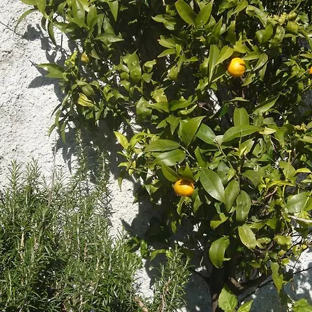 팜스테이 Olivarancio