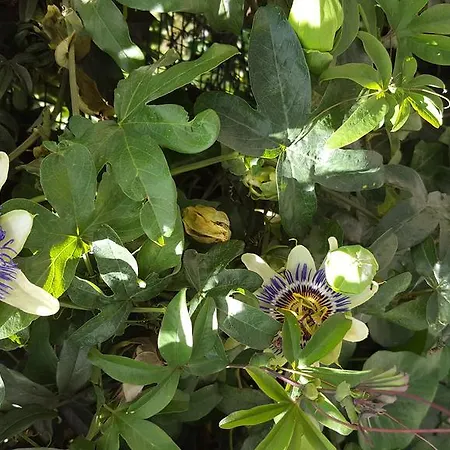 팜스테이 Olivarancio Leivi