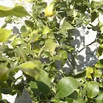 Olivarancio 팜스테이 *