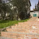 Olivarancio * Leivi