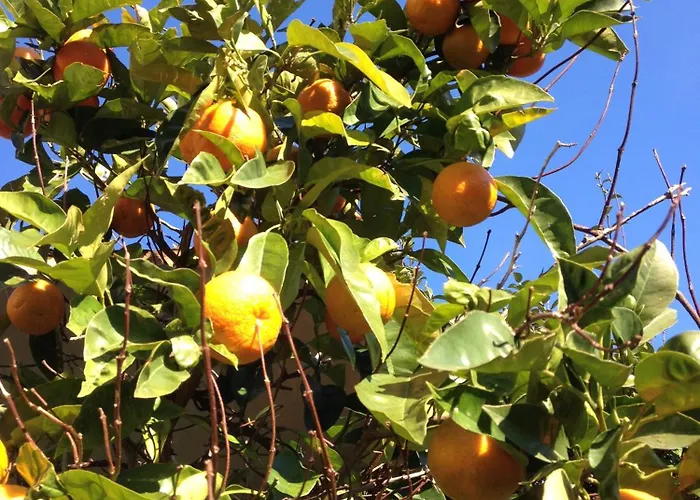 Farma Olivarancio Leivi