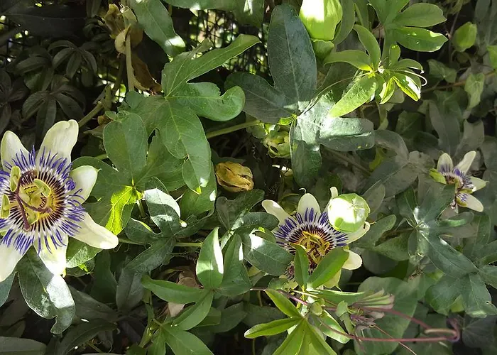 Farma Olivarancio Leivi